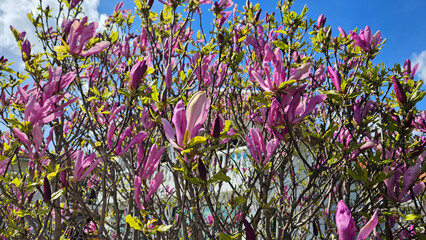 Wall Mural - beautiful bright magnolia flowers on blue sky background