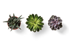 Top View Of Small Potted Cactus Succulent Plant Isolated On A Transparent Background, PNG. High Resolution. 