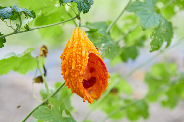 Wall Mural - Ripe bitter gourd hanging on the vine