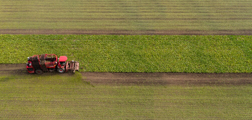 Sticker - Combine harvester harvests sugar beet on the field. Aerial view.