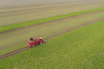 Aufkleber - Combine harvester harvests sugar beet on the field. Aerial view.
