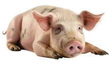 A Cute, Pink Pig Lies And Rests. Isolated On Transparent Background. KI.