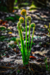 Wall Mural - The warm temperatures of early spring bring new green growth to the once dry, brown and lifeless land.  Spring means new growth to trees, grasses and ferns in our yard in Windsor in Upstate NY.