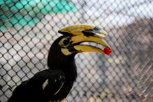 Oriental Pied Hornbill Is Caught Up In A Cage In Chainat Bird Park, A Collection Of Exotic Birds And Rare Birds Such As Hornbills