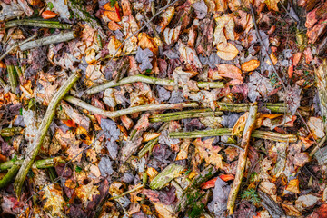 Wall Mural - The dead branches that fell from the pine trees almost look like it is trying to write something, maybe a message from Mother Nature,  Woods in Windsor in Upstate NY.