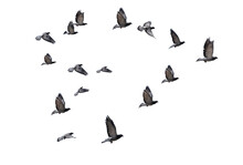 Flying Birds Heart Formation Of Pigeons Many  Isolated For Backgound