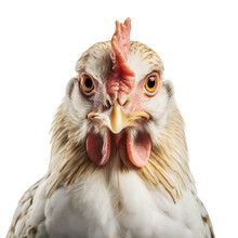 Domestic Chicken With Light Plumage Looks Directly Into The Camera. Isolated On Transparent Background. KI.