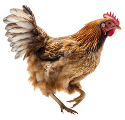 Wall Mural - Farm chicken runs fast. Chicken in dynamics, in motion. Isolated on transparent background. KI.