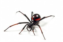 Isolated Black Widow Spider On White Background.
