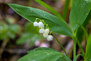 Wall Mural - Flowers of lily of the valley, Convallaria majalis 