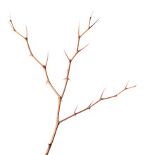 Thorny Branch