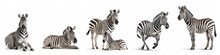 Wildlife Zoo Safari Africa Zebras Animals Banner Panorama Long - Collection Of Standing, Sitting, Lying Group Of Zebra (hippotigris) Family With Young Baby, Isolated On White Background, Generative Ai