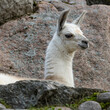 Lama andyjska pośród skał (Llama, Lama glama)
