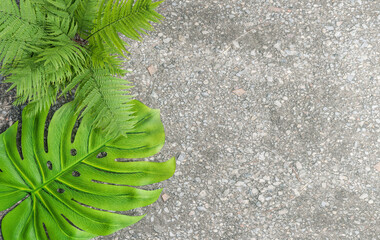 Aufkleber - Top view monstera leaf and fern plant with copy space, 3d illustrations rendering