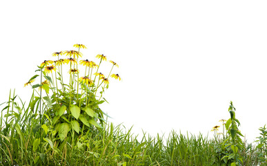 Aufkleber - Isolated small grass field and yellows flowers on white background with clippings path, 3d illustrations rendering