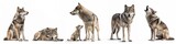 Wildlife animals wolves banner panorama long - Collection of standing, sitting, howling, lying group of wolf family with young baby, isolated on white background, Generative Ai