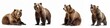 Wildlife animals bears banner panorama long - Collection of standing, sitting, screaming, lying group of brown bear (ursus arctos) , isolated on white background, Generative Ai