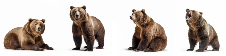 wildlife animals bears banner panorama long - collection of standing, sitting, screaming, lying grou