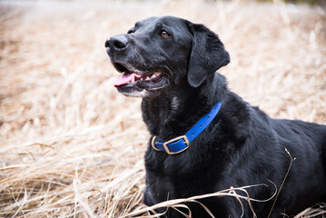 Old Black Lab Lying in Meadow