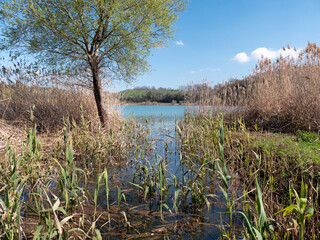 Wall Mural - la rigogliosa vegetazione di un lago in primavera