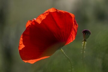 field of bright red poppy flowers in summer