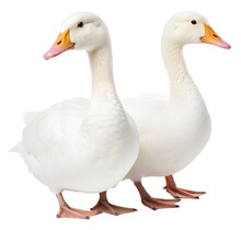 Two White Geese Stand Together And Look In Different Directions. Isolated On A Transparent Background. KI.