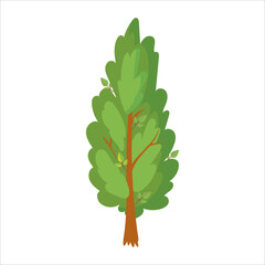 Green tree. Cypress White cedar. A plant for the garden. Forest. Vector illustration isolated on white background.