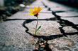 A hopeful and inspiring photo of a flower growing out of a crack in the asphalt, symbolizing the resilience and beauty of nature. Generative AI.
