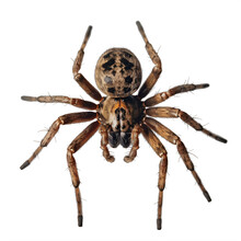 A Close Up Of A Spider  Isolated On A Transparent Background PNG  Generative Ai