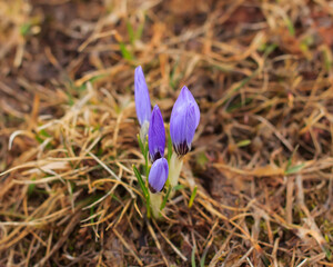 Buds of crocuses in spring Caucasus Mountains