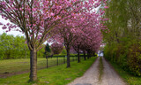 Fototapeta Przestrzenne - blooming tree in spring