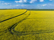 Canola fields or rapeseed plant in sunlight. Spring field under the blue bright sky.