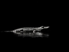 A Black And White Photo Of A Crocodile In The Water. Generative AI Image.