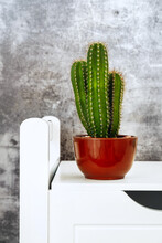 A Small Cereus Cactus With Three Trunks