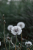 Fototapeta Dmuchawce - Dandelion white flowers in green grass. Realistic high quality photo. Dandelion seeds close up. Medicinal field plants. Ethnoscience. Selective focus. Soft evening light.
