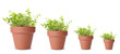 © New Africa - Oregano growing in pots isolated on white, different sizes