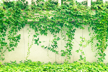 Wall Mural - Ivy covered fence white background