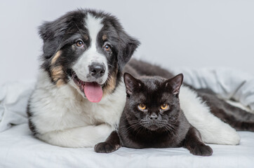 Sticker - Friendly Australian shepherd dog hugging black cat on a bed at home