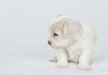 Aufkleber - Tiny Bichon Frise puppy sits on a bed at home and looks away on empty space. Empty space for text