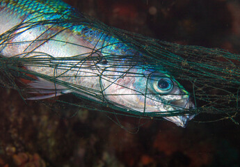 fish caught in ghost net