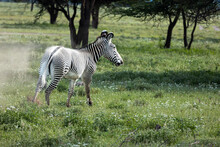 A Zebra Kicks Up Dust While Running Through The Savanna