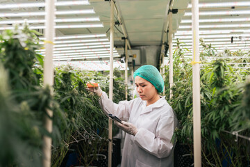 Researcher using technology device sensor, Check lighting and spectrum from LED with monitoring on smartphone. Cannabis farming control environment for medical industry.