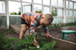 © memento_jpeg - Child toddler collecting strawberries in greenhouse