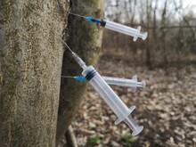 Discarded Used Dirty Syringes Stuck In The Tree. Drug Injections, Junkies 