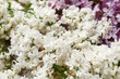 © Pixel-Shot - Beautiful fragrant lilac flowers, closeup