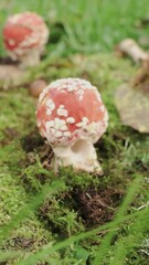 Wall Mural - Amanita, a red fly agaric. Mushroom in the moss close-up. Forward movement Vertical video.