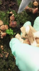 Wall Mural - A young woman in green gloves cuts honey mushrooms, mushroomed from a tree. Close-up. Vertical video.