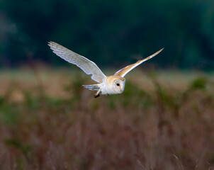  A stunning animal portrait of a Barn Owl in flight over the countryside. This Owl was out shortly after sunrise hunting for food.