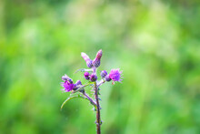 Greater Burdock Purple Prickly Flowers. Arctium Lappa Plant.