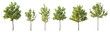 Set of 6 various street summer trees (Chestnut, Quercus rubra, platanus, maple) medium and small isolated png on a transparent background perfectly cutout 
